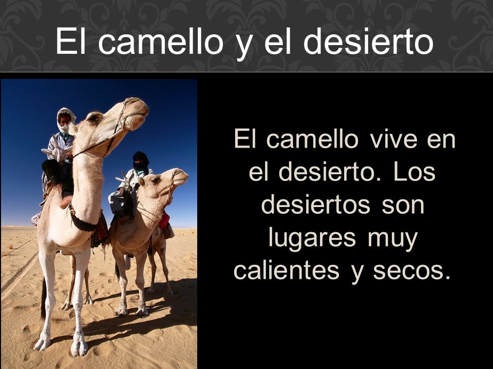 El camello y el desierto
