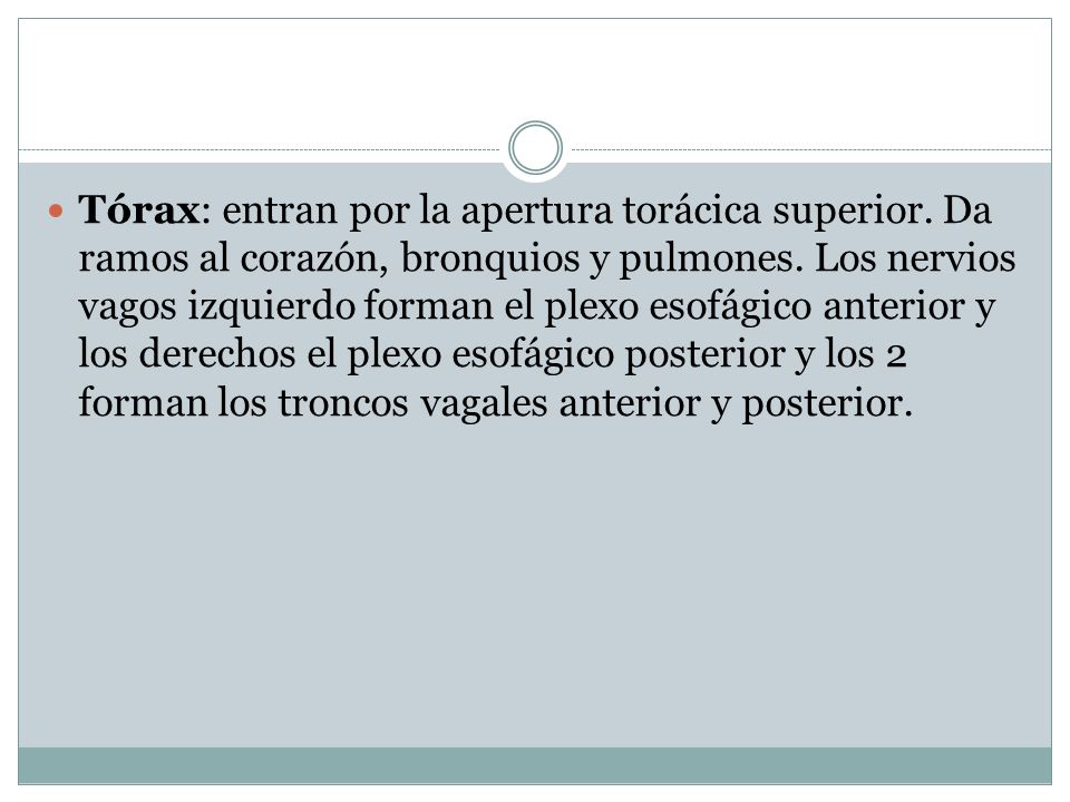 Tórax: entran por la apertura torácica superior