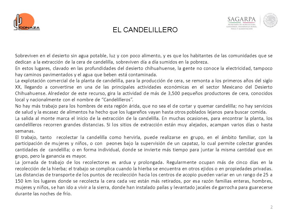 EL CANDELILLERO