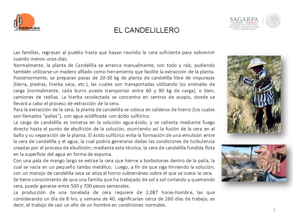 EL CANDELILLERO Las familias, regresan al pueblo hasta que hayan reunido la cera suficiente para sobrevivir cuando menos unos días.