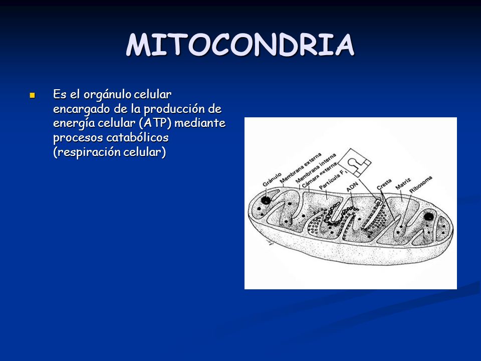 MITOCONDRIA Es el orgánulo celular encargado de la producción de energía celular (ATP) mediante procesos catabólicos (respiración celular)