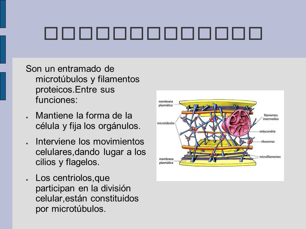 CITOESQUELETO Son un entramado de microtúbulos y filamentos proteicos.Entre sus funciones: Mantiene la forma de la célula y fija los orgánulos.