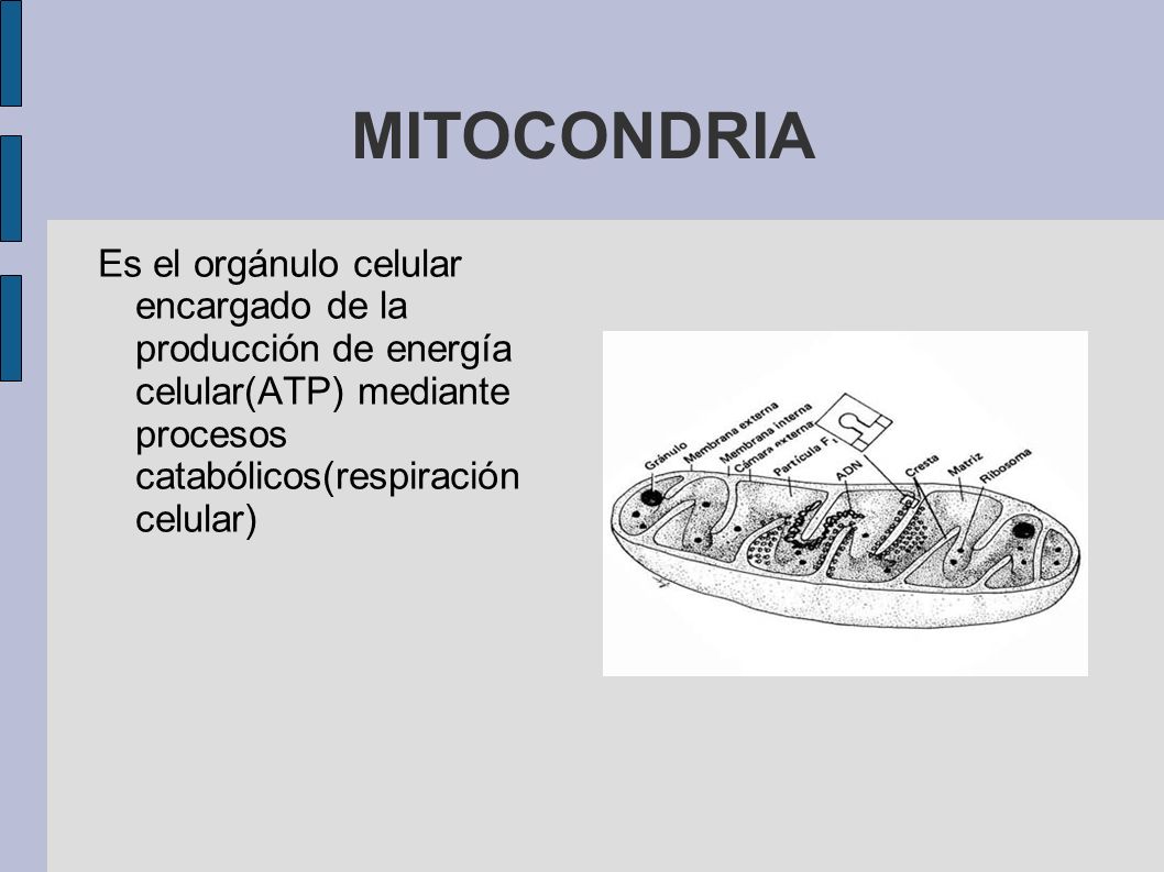 MITOCONDRIA Es el orgánulo celular encargado de la producción de energía celular(ATP) mediante procesos catabólicos(respiración celular)