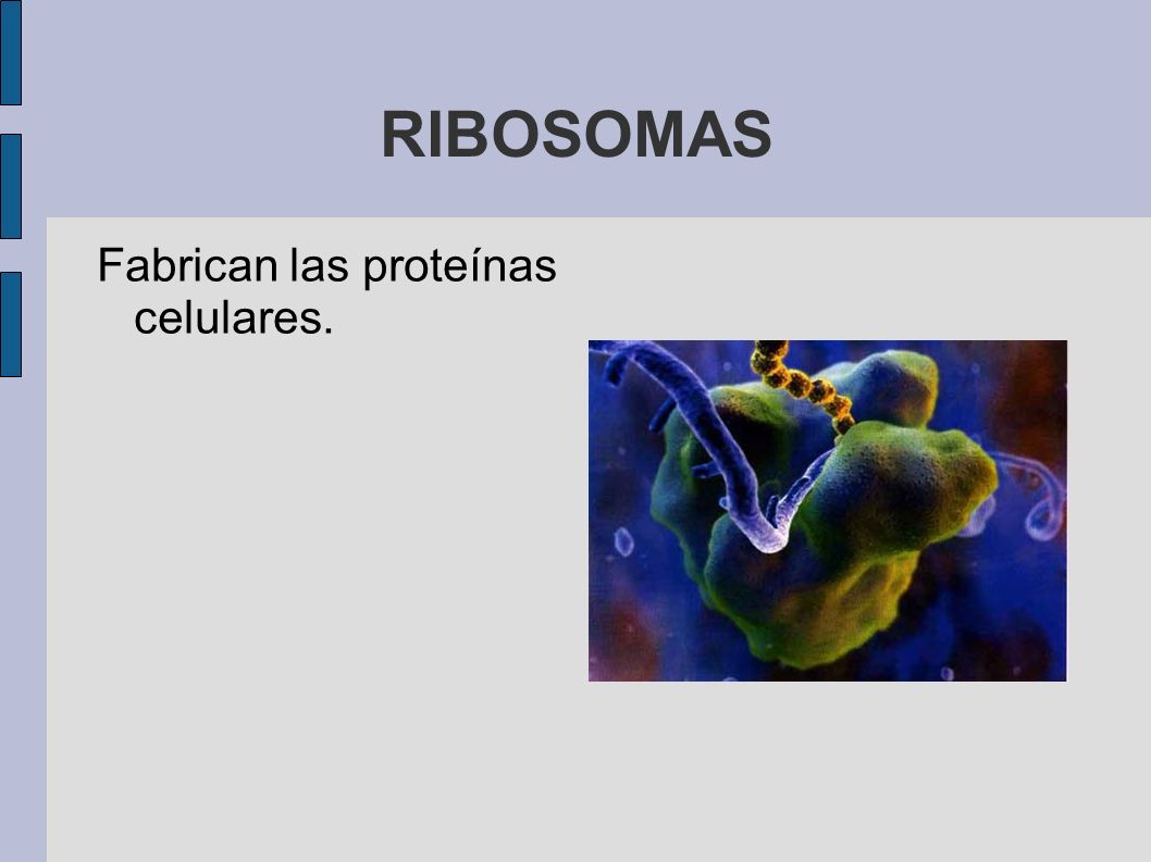 RIBOSOMAS Fabrican las proteínas celulares.