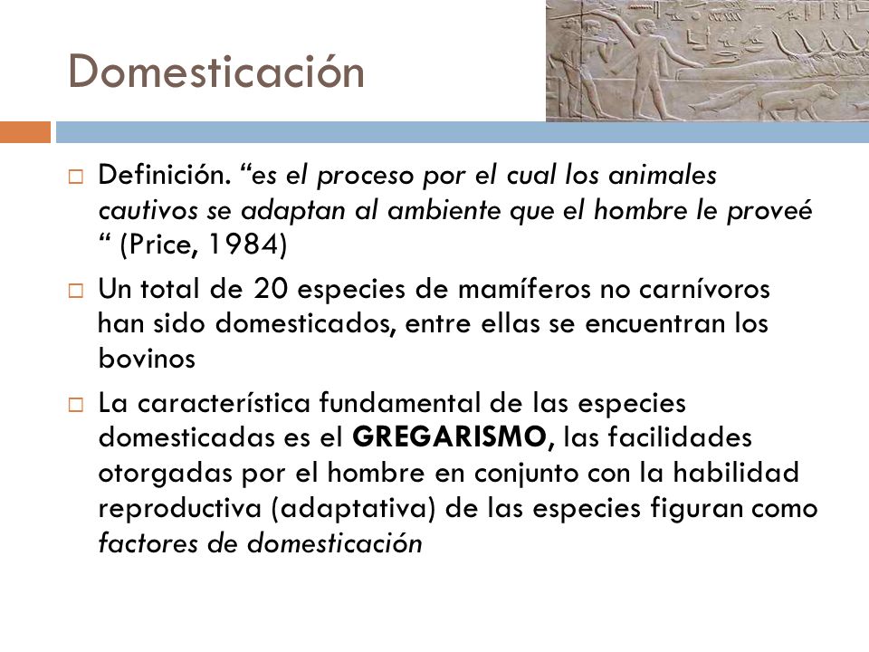 Domesticación Definición. es el proceso por el cual los animales cautivos se adaptan al ambiente que el hombre le proveé (Price, 1984)
