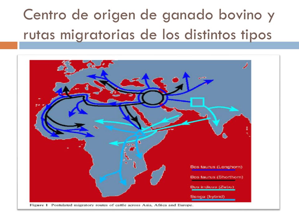 Centro de origen de ganado bovino y rutas migratorias de los distintos tipos