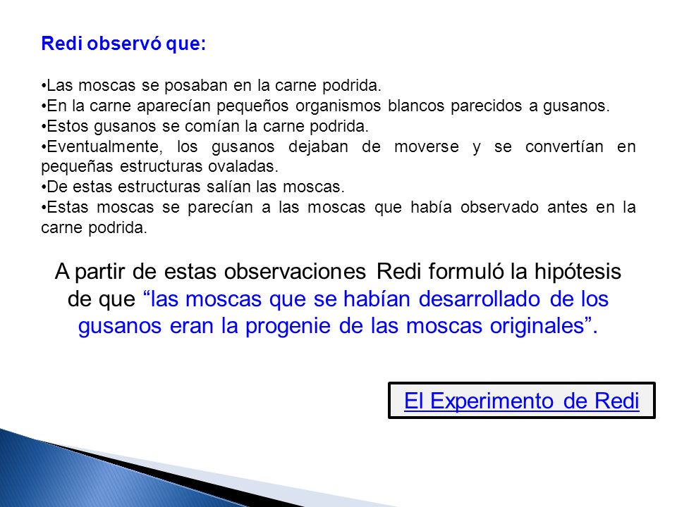 Redi observó que: Las moscas se posaban en la carne podrida. En la carne aparecían pequeños organismos blancos parecidos a gusanos.