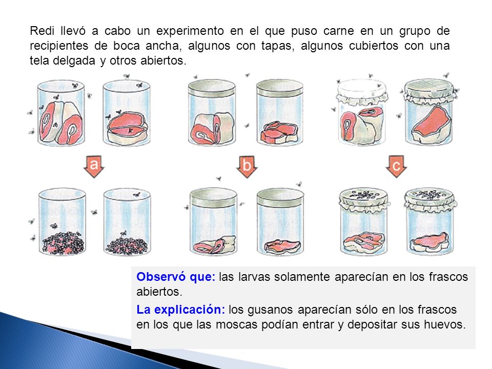 Redi llevó a cabo un experimento en el que puso carne en un grupo de recipientes de boca ancha, algunos con tapas, algunos cubiertos con una tela delgada y otros abiertos.