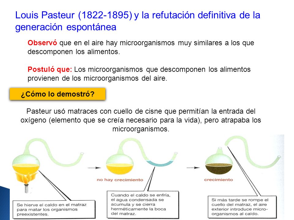 Louis Pasteur ( ) y la refutación definitiva de la generación espontánea