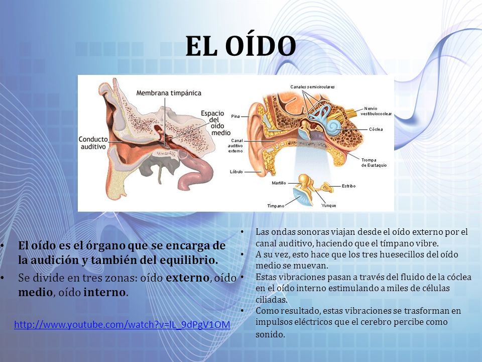 EL OÍDO Las ondas sonoras viajan desde el oído externo por el canal auditivo, haciendo que el tímpano vibre.