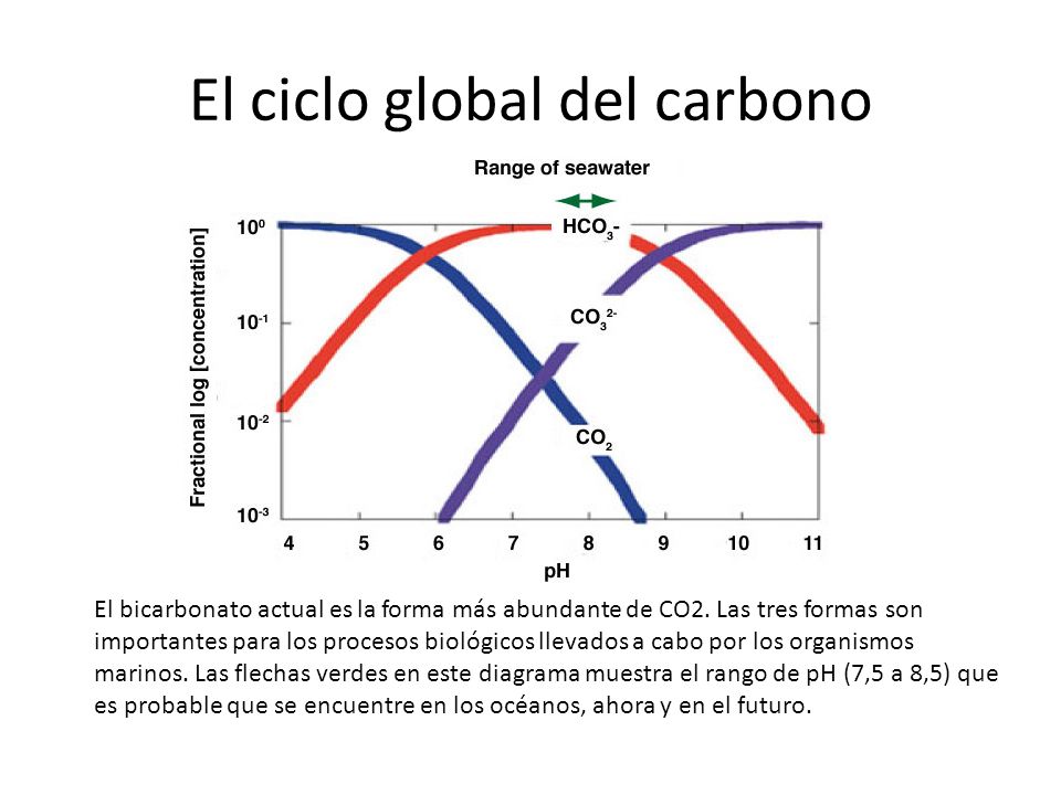 El ciclo global del carbono
