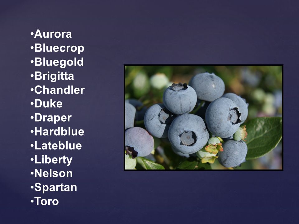 Aurora Bluecrop. Bluegold. Brigitta. Chandler. Duke. Draper. Hardblue. Lateblue. Liberty. Nelson.