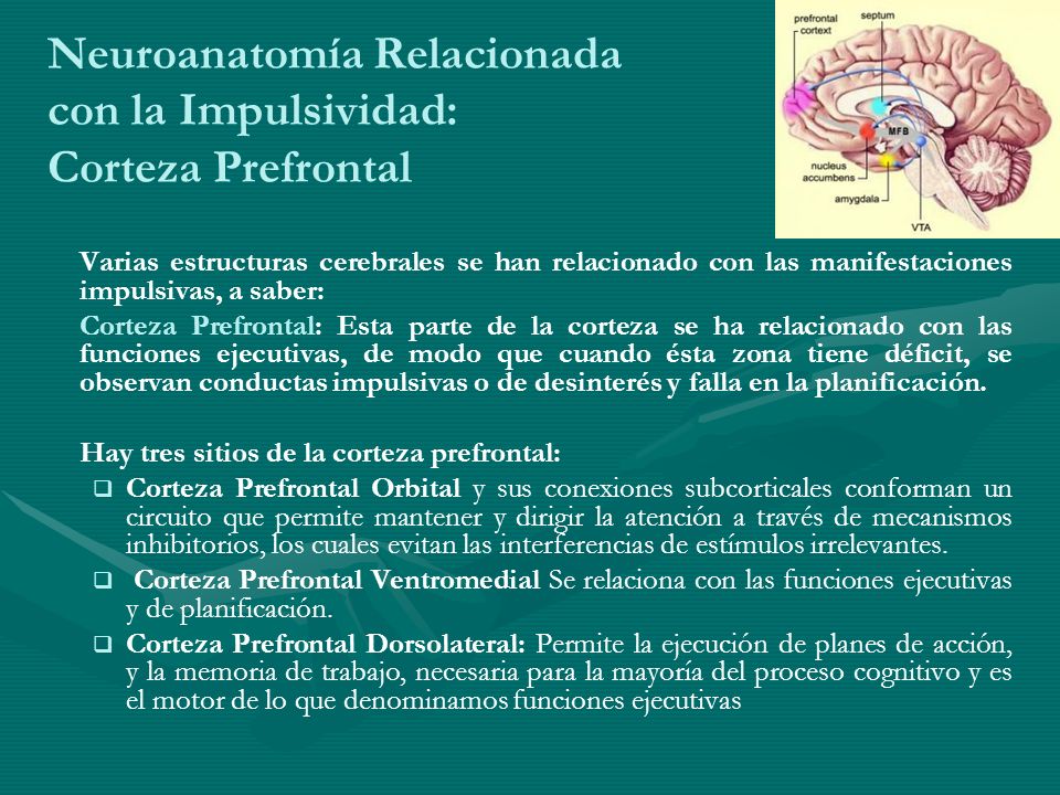 Neuroanatomía Relacionada con la Impulsividad: Corteza Prefrontal