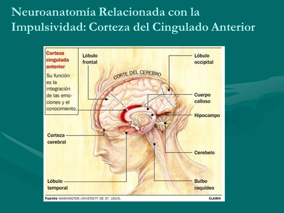 Neuroanatomía Relacionada con la Impulsividad: Corteza del Cingulado Anterior