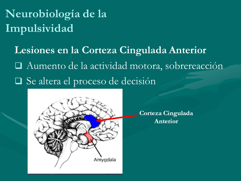 Corteza Cingulada Anterior