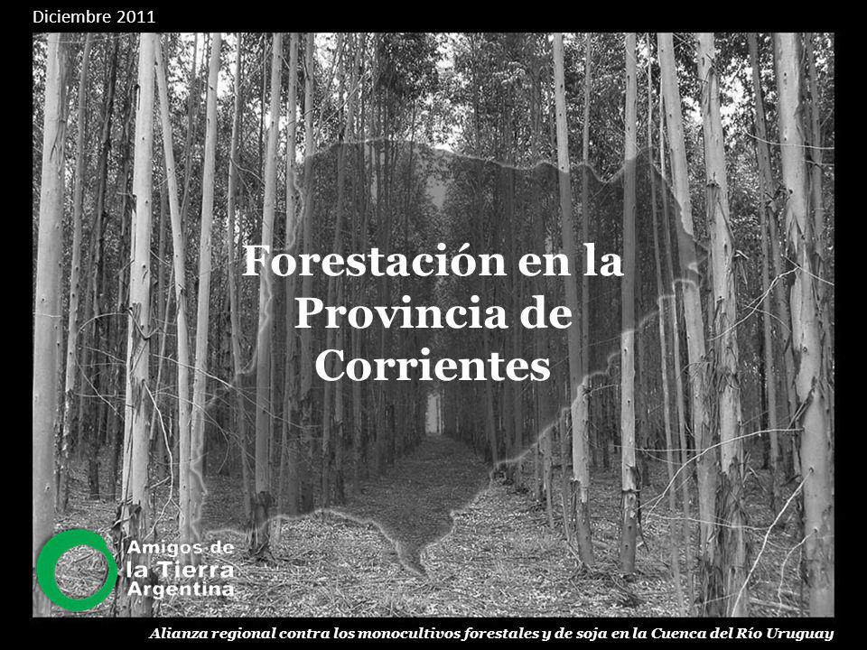 Forestación en la Provincia de Corrientes