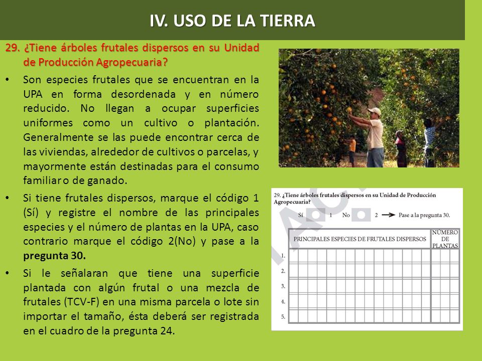IV. USO DE LA TIERRA 29. ¿Tiene árboles frutales dispersos en su Unidad de Producción Agropecuaria