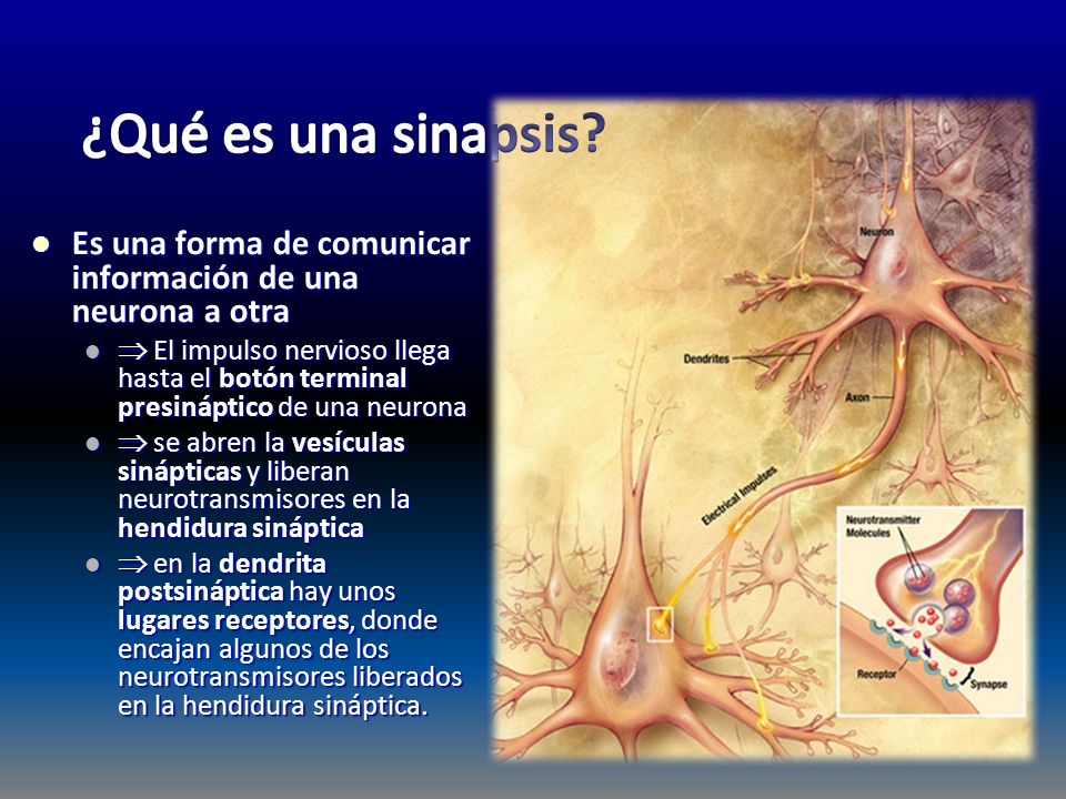 ¿Qué es una sinapsis Es una forma de comunicar información de una neurona a otra.