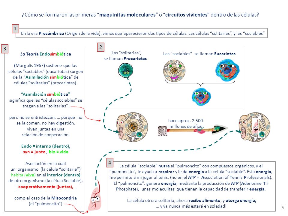 ¿Cómo se formaron las primeras maquinitas moleculares o circuitos vivientes dentro de las células