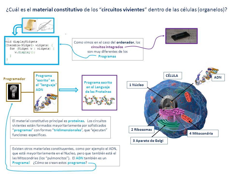 ¿Cuál es el material constitutivo de los circuitos vivientes dentro de las células (organelos)