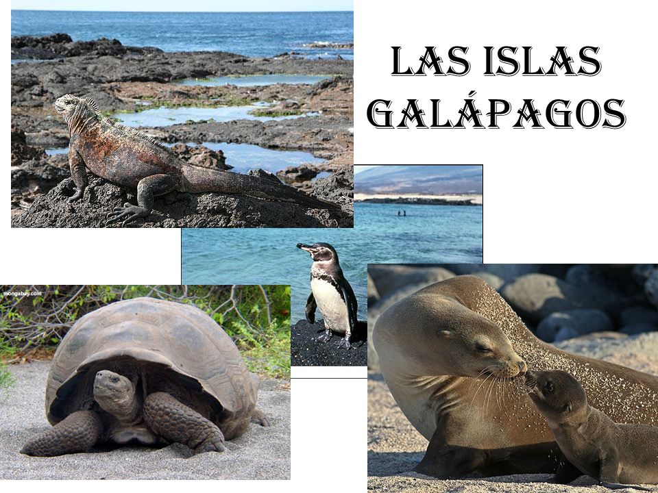 Las Islas Galápagos