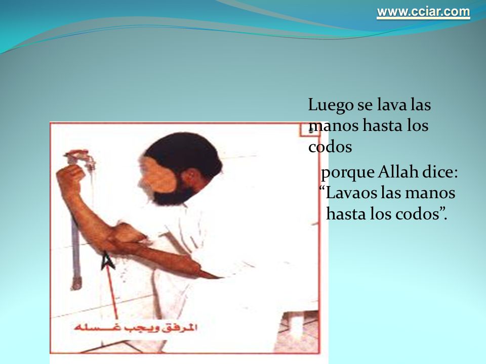 Luego se lava las manos hasta los codos porque Allah dice: Lavaos las manos hasta los codos .