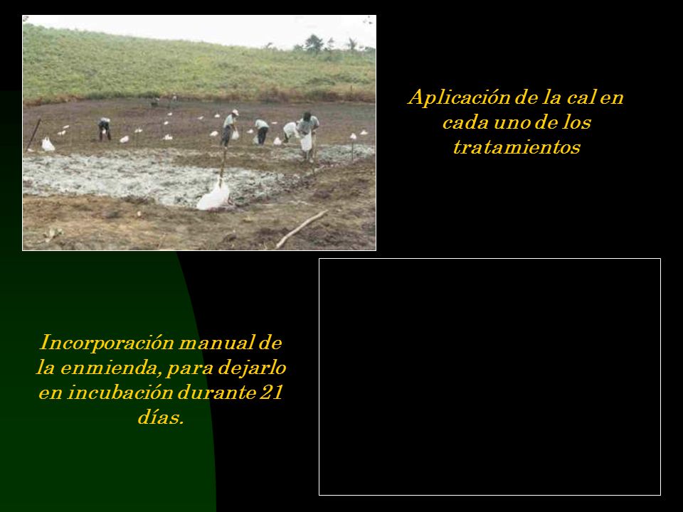Aplicación de la cal en cada uno de los tratamientos