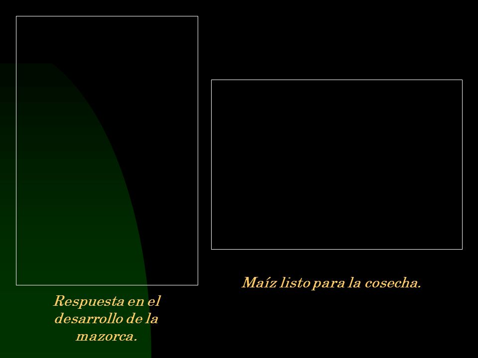 Maíz listo para la cosecha. Respuesta en el desarrollo de la mazorca.