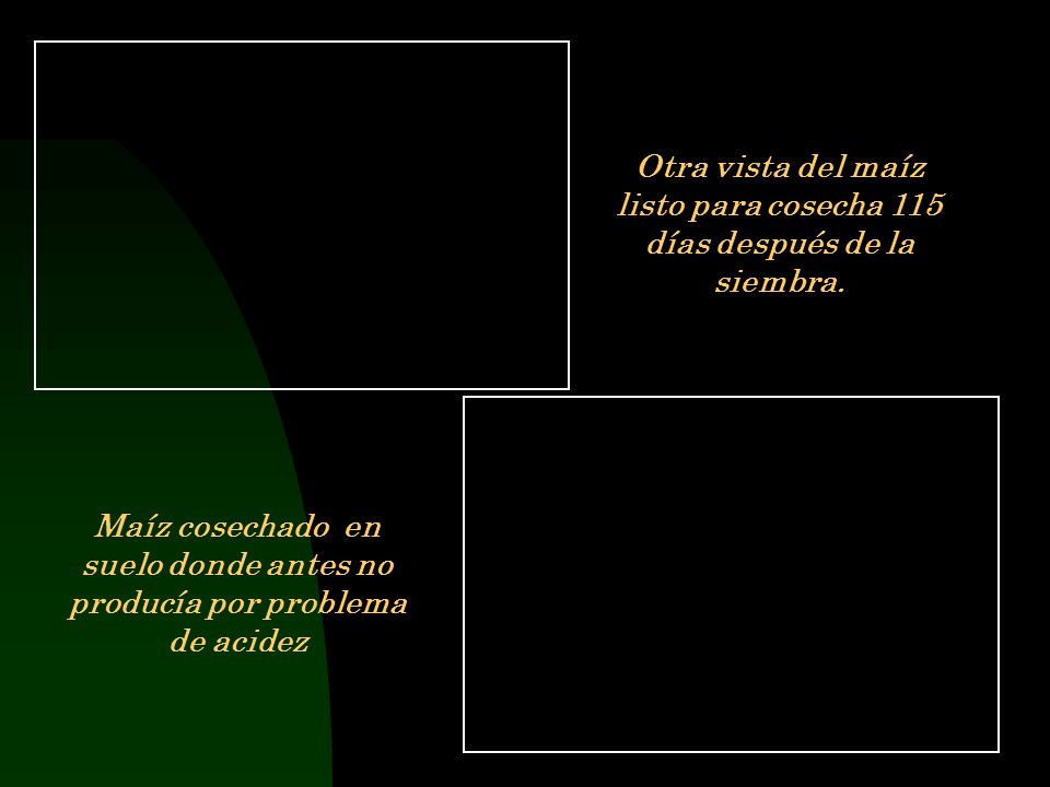 Otra vista del maíz listo para cosecha 115 días después de la siembra.