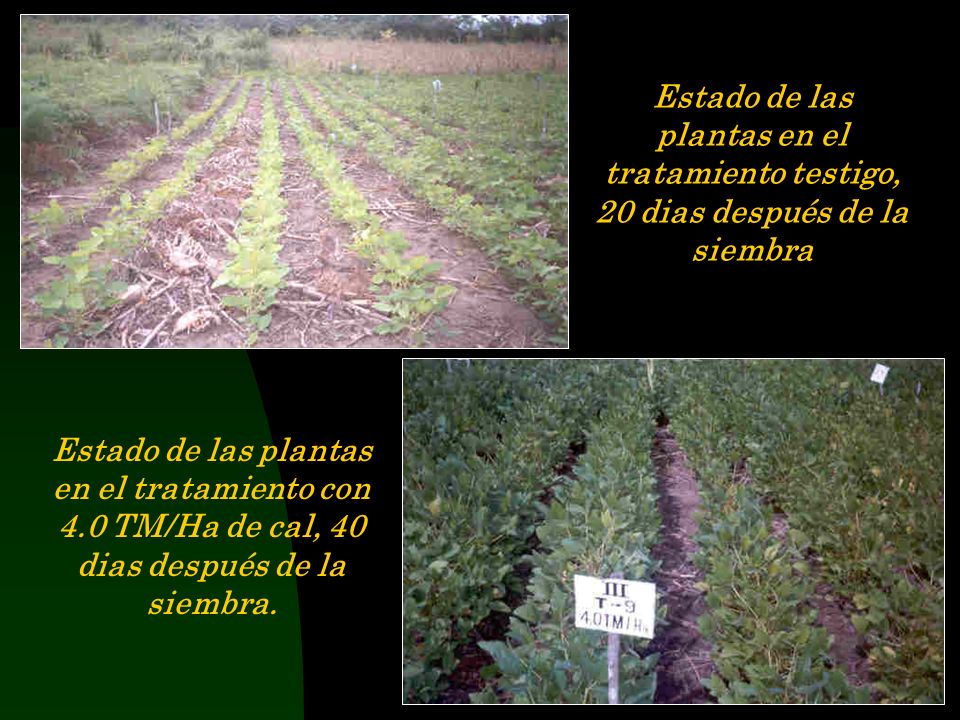 Estado de las plantas en el tratamiento testigo, 20 dias después de la siembra
