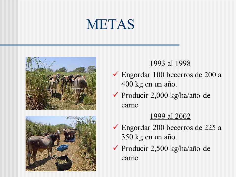 METAS 1993 al 1998 Engordar 100 becerros de 200 a 400 kg en un año.