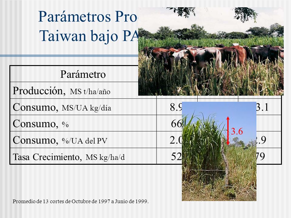 Parámetros Productivos del Pasto Taiwan bajo PARI con fertirriego