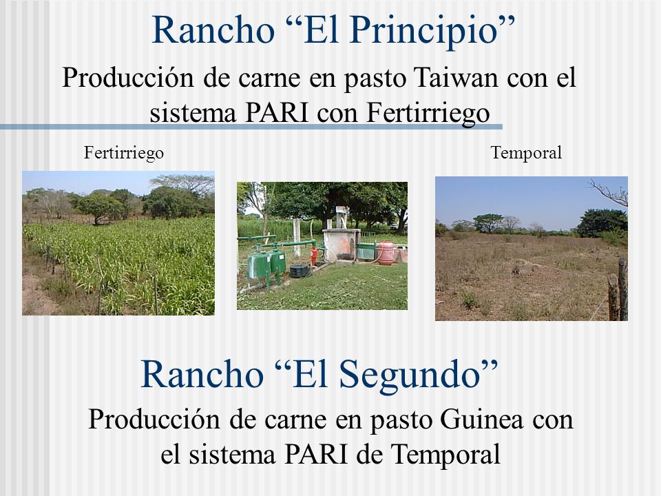 Producción de carne en pasto Guinea con el sistema PARI de Temporal