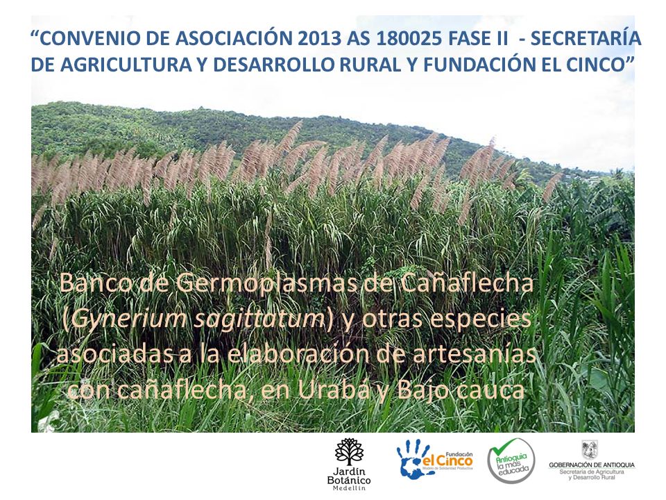 CONVENIO DE ASOCIACIÓN 2013 AS FASE II - SECRETARÍA DE AGRICULTURA Y DESARROLLO RURAL Y FUNDACIÓN EL CINCO