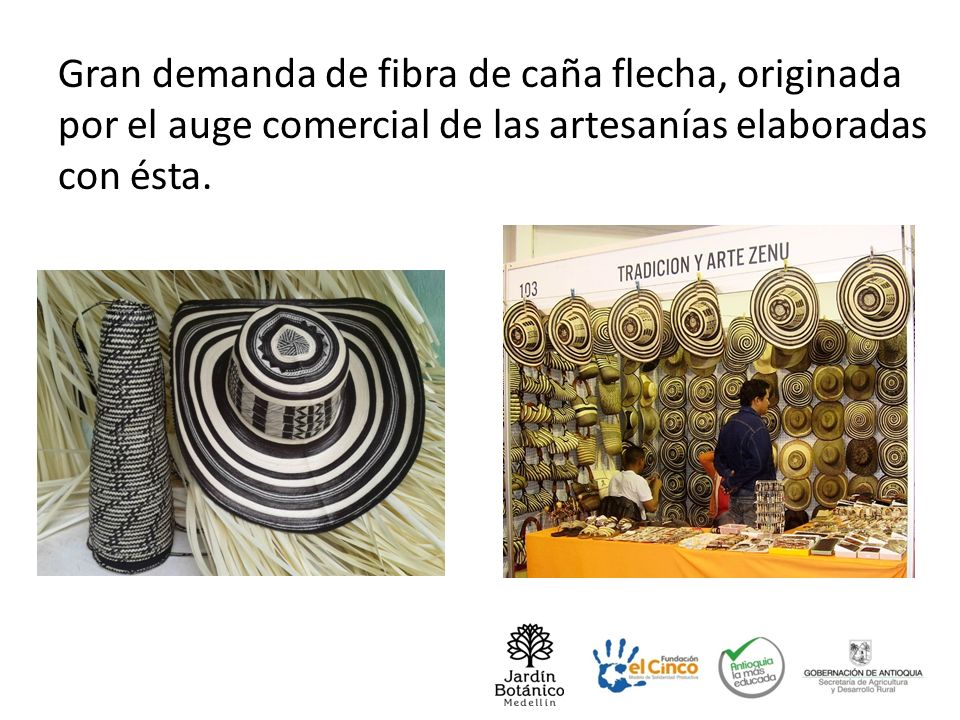 Gran demanda de fibra de caña flecha, originada por el auge comercial de las artesanías elaboradas con ésta.