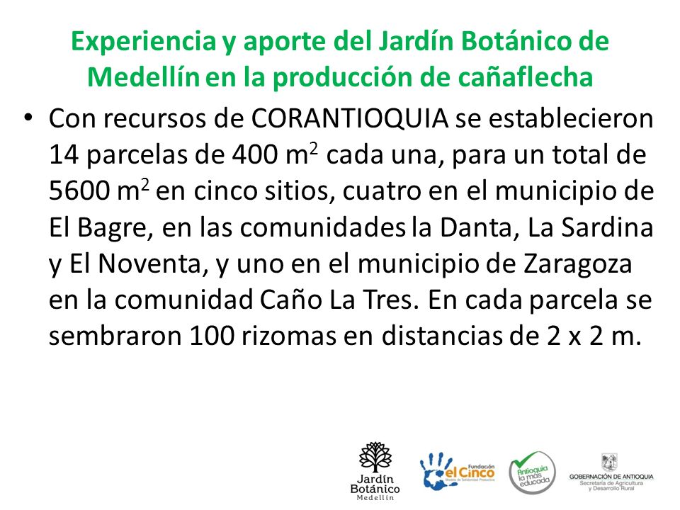 Experiencia y aporte del Jardín Botánico de Medellín en la producción de cañaflecha