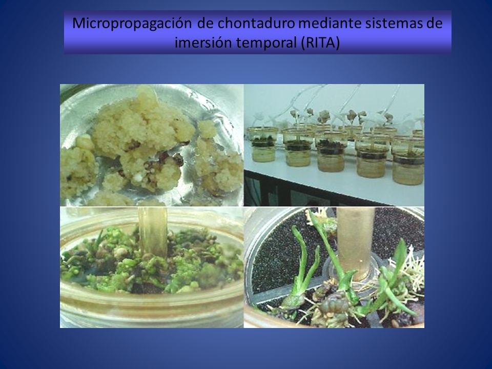 Micropropagación de chontaduro mediante sistemas de imersión temporal (RITA)