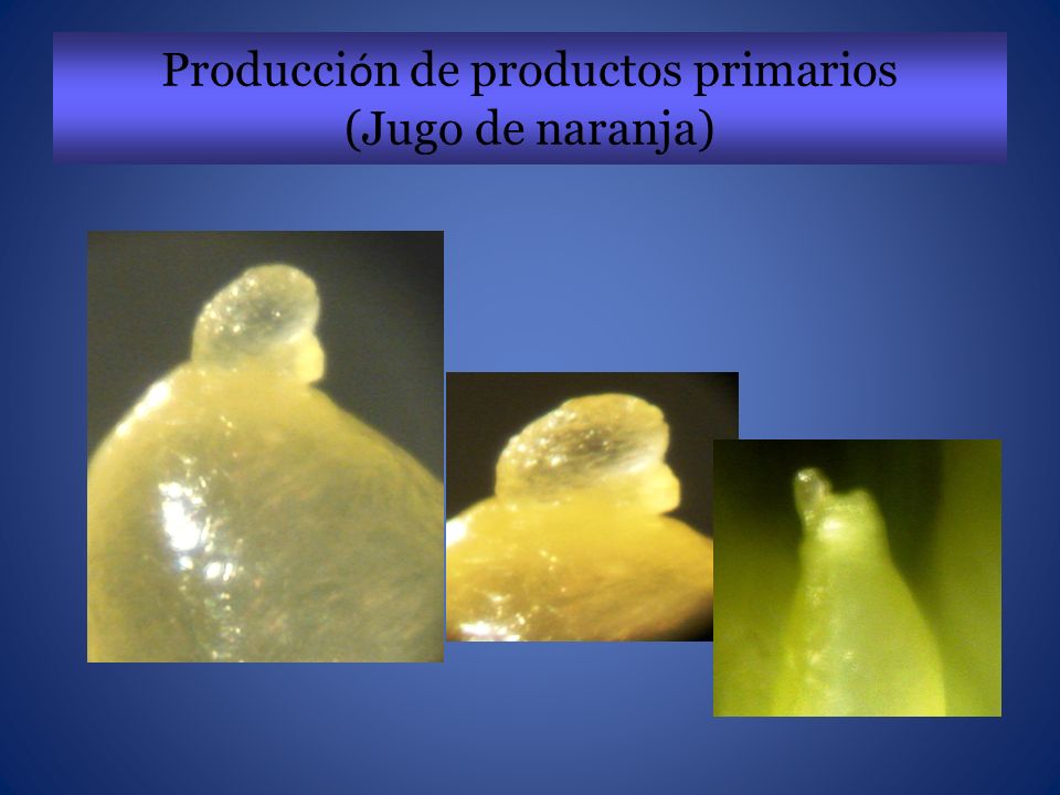 Producción de productos primarios (Jugo de naranja)