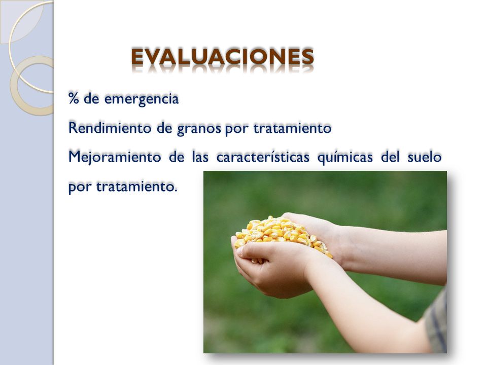 EVALUACIONES % de emergencia Rendimiento de granos por tratamiento