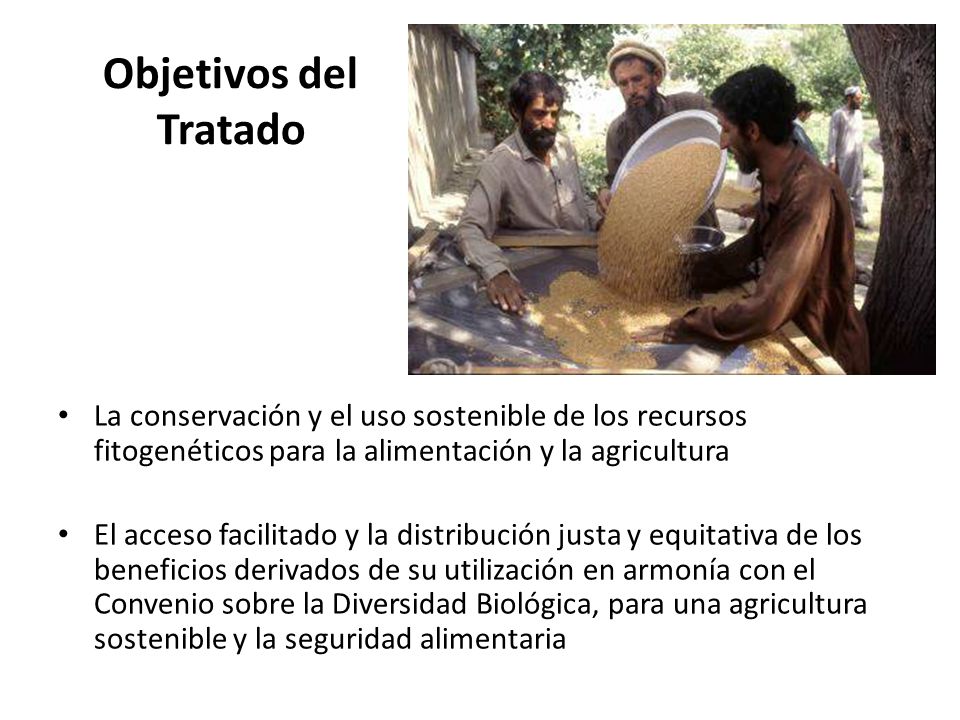 Objetivos del Tratado La conservación y el uso sostenible de los recursos fitogenéticos para la alimentación y la agricultura.