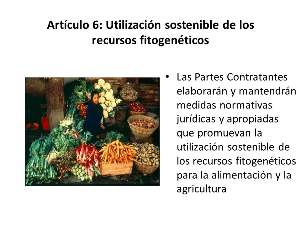 Artículo 6: Utilización sostenible de los recursos fitogenéticos