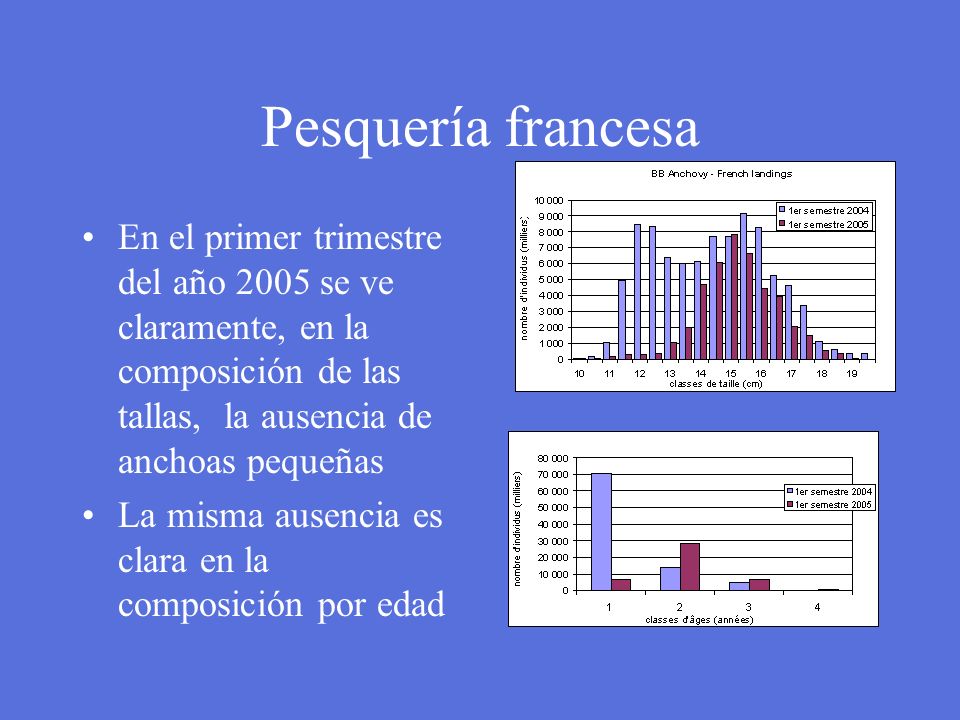 Pesquería francesa En el primer trimestre del año 2005 se ve claramente, en la composición de las tallas, la ausencia de anchoas pequeñas.