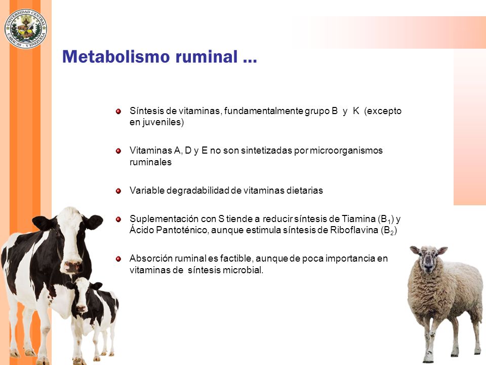 Metabolismo ruminal … Síntesis de vitaminas, fundamentalmente grupo B y K (excepto en juveniles)