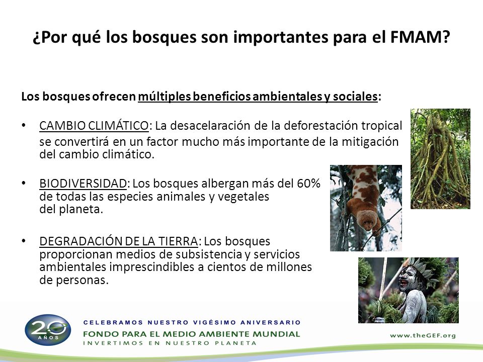 ¿Por qué los bosques son importantes para el FMAM