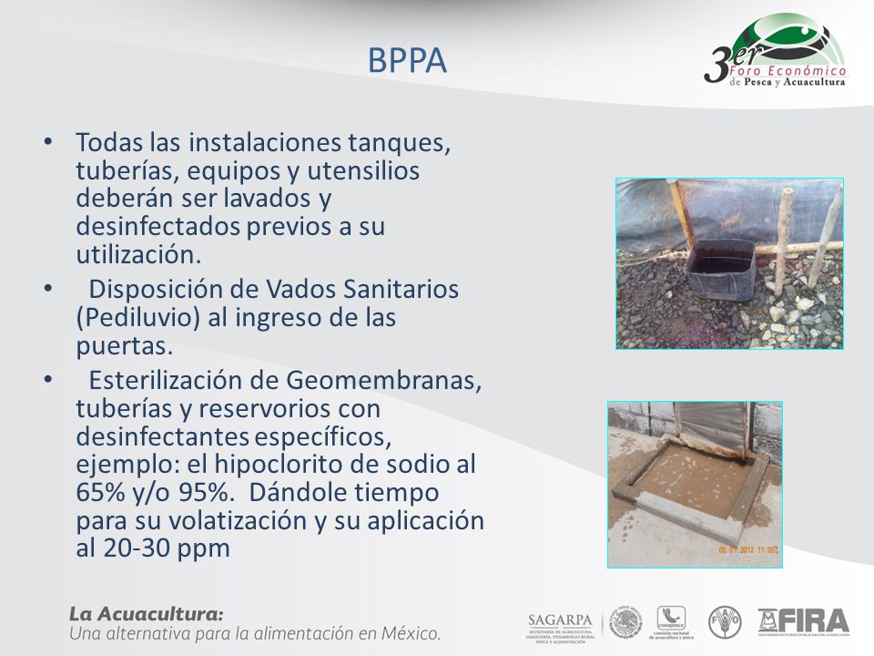 BPPA Todas las instalaciones tanques, tuberías, equipos y utensilios deberán ser lavados y desinfectados previos a su utilización.