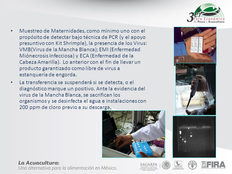Muestreo de Maternidades, como mínimo uno con el propósito de detectar bajo técnica de PCR (y el apoyo presuntivo con Kit Shrimple), la presencia de los Virus: VMB(Virus de la Mancha Blanca); EMI (Enfermedad Miónecrosis Infecciosa) y ECA (Enfermedad de la Cabeza Amarilla). Lo anterior con el fin de llevar un producto garantizado como libre de virus a estanquería de engorda.