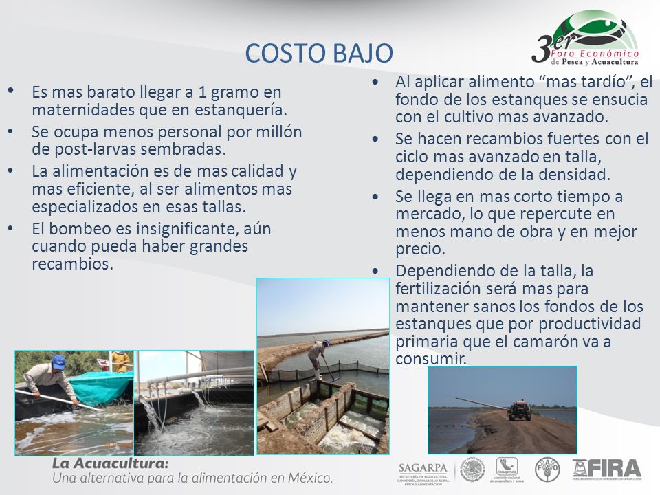 COSTO BAJO Al aplicar alimento mas tardío , el fondo de los estanques se ensucia con el cultivo mas avanzado.