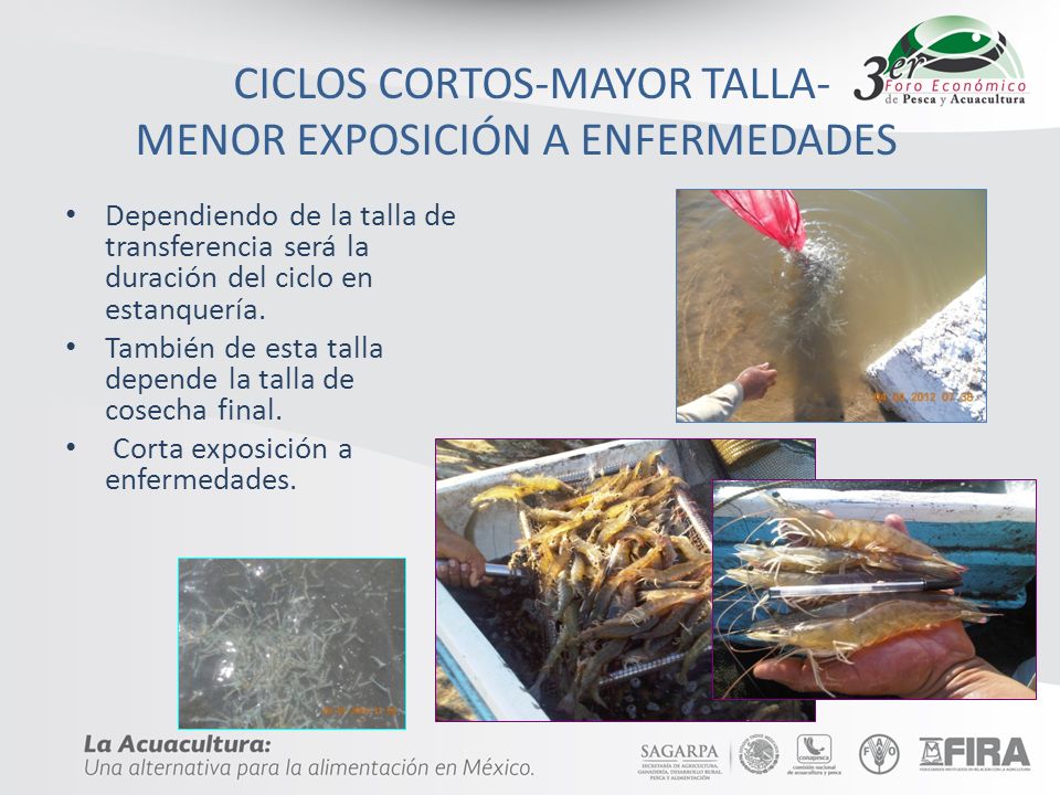 CICLOS CORTOS-MAYOR TALLA- MENOR EXPOSICIÓN A ENFERMEDADES
