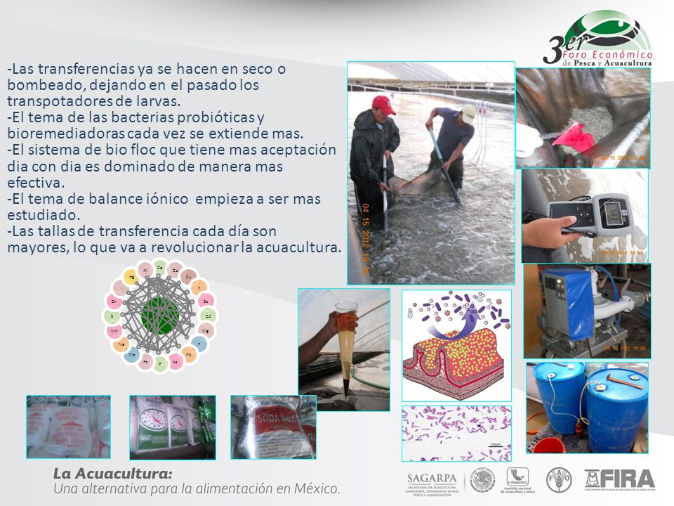 -Las transferencias ya se hacen en seco o bombeado, dejando en el pasado los transpotadores de larvas. -El tema de las bacterias probióticas y bioremediadoras cada vez se extiende mas. -El sistema de bio floc que tiene mas aceptación dia con dia es dominado de manera mas efectiva. -El tema de balance iónico empieza a ser mas estudiado. -Las tallas de transferencia cada día son mayores, lo que va a revolucionar la acuacultura.