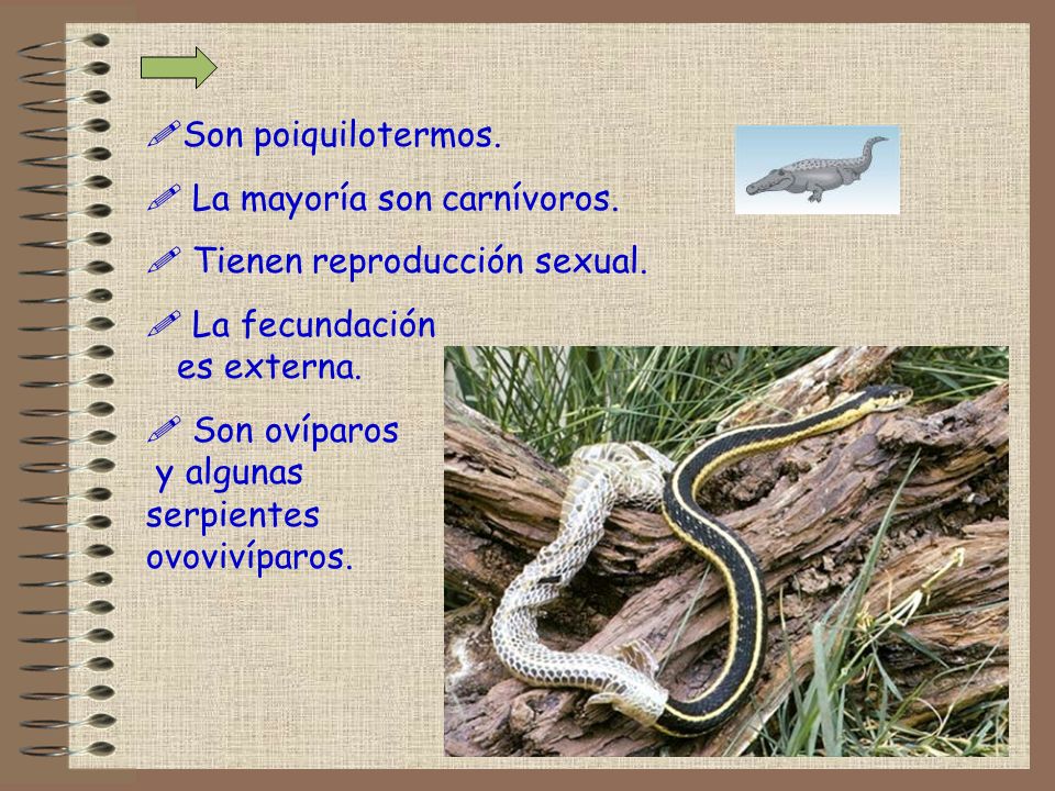 Son poiquilotermos. La mayoría son carnívoros. Tienen reproducción sexual. La fecundación es externa.